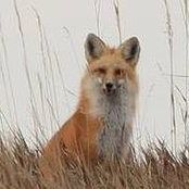 Gee Bee's photo