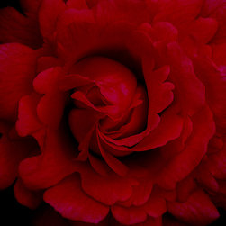 Laurel Hollis Feldman Photography - Valentino- Botanic Acrylic Portrait, 36"x36" - Prints And Posters