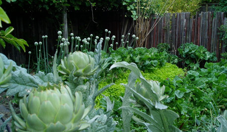 10 Ideas for an Edible Front Garden Your Neighbours Will Love
