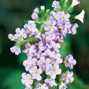 Azure Skies™ Heliotrope Heliotropium amplexicaule Azure Skies™