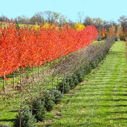 Arbor Hills Tree Farm - Large Field Grown Trees - Products