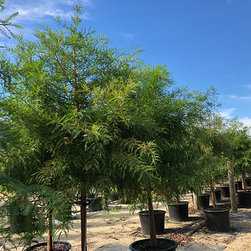 Current Featured Plants - Products