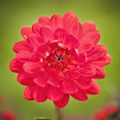 Shannon Sheehan's photo