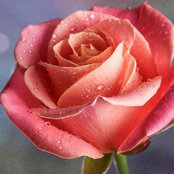 Leslie R's photo