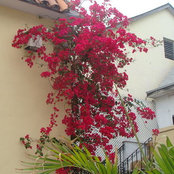 Photo de Vera Massey