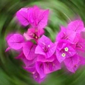 Loretta Black's photo