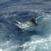 Greg Bauer's photo