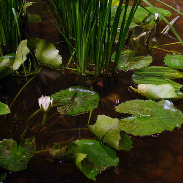 Mountain Stream