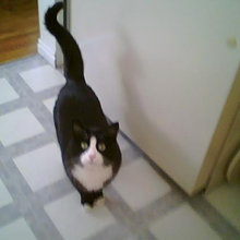 Mr Darcy pics