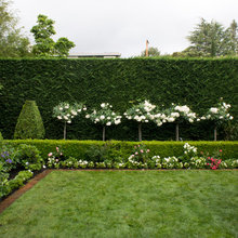 Garden hedging
