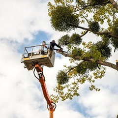 Robles tree service LLC