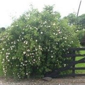 Eddie Costello's photo