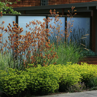 サンフランシスコの秋の、大きいモダンスタイルのおしゃれな前庭 (ゼリスケープ、庭への小道、半日向、コンクリート敷き	) の写真