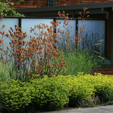DROUGHT TOLERANT PLANTS