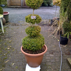 Langley-20130124-00494.jpg - Plants