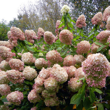 For the Love of Hydrangeas