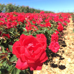The Grand Champion&trade; Red Rose - Products