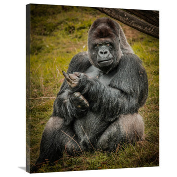 "The Male Gorilla black" by European Master Photography, 29"x36"