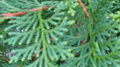 Difference between thuja and chamaecyparis obtusa foliage? | Houzz Forum