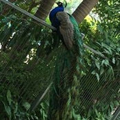 Andrew Peacock's photo
