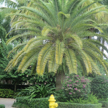 Palm Tree Catalog (will have hundreds to view - work in progress)