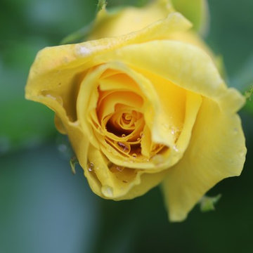 Rosebrook Garden 2017 Garden Tour