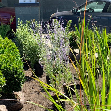 Seaside Plant Design/Install