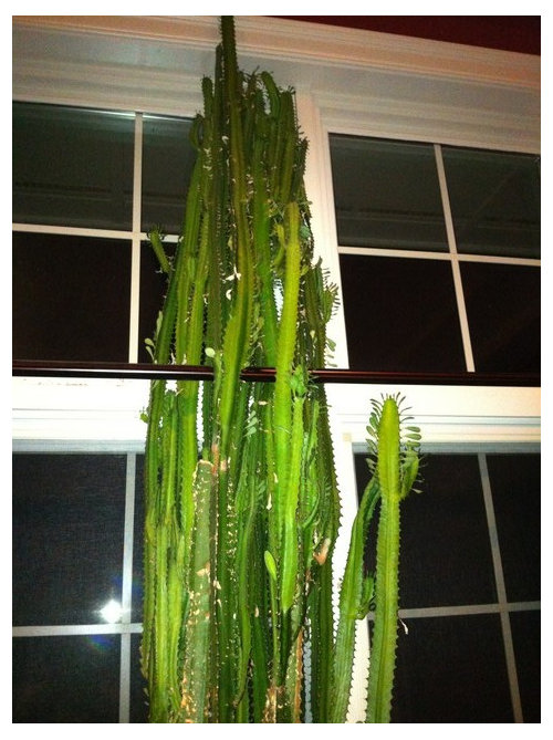 Cactus Id