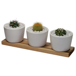 Contemporary Plants Notocactus and Echinopsis - 10" Cactus and Succulent Duo in Ceramic Pots