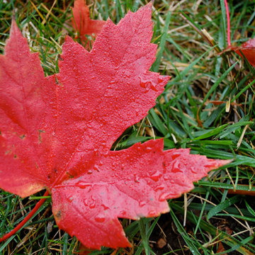 Fall in the Center of the City