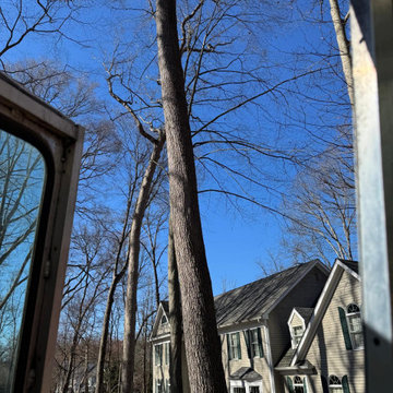 Tree & Landscaping services