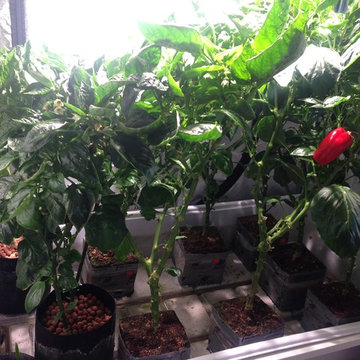 Bell Peppers grown with indoor ebb & flow hydroponic system at GrowBIGogh