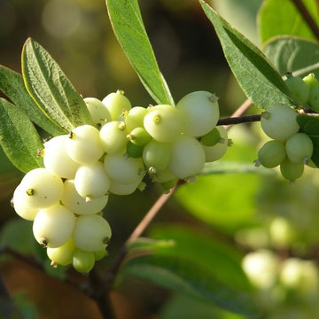 Snowberry