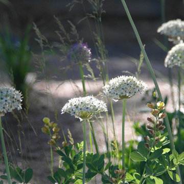Highlighted Ripening Allium Heads Create Rhythm In A Jazzy Plant Ensemble