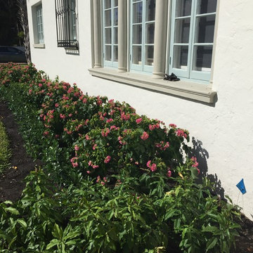 Palm Beach Estate in Progress Landscaping