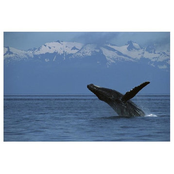 "Humpback Whale breaching, southeast Alaska" Print by Flip Nicklin, 38"x26"