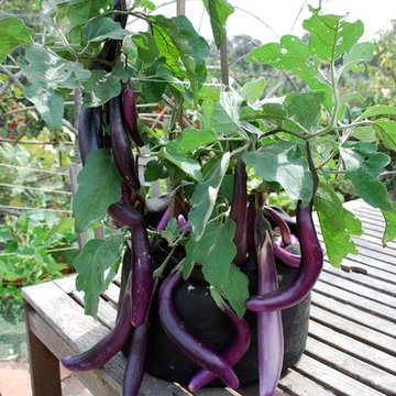 Container Vegetable Gardens