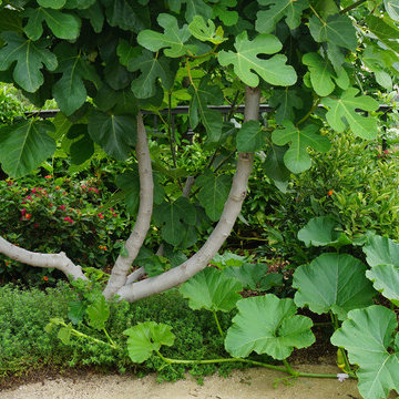 Urban Residential Garden