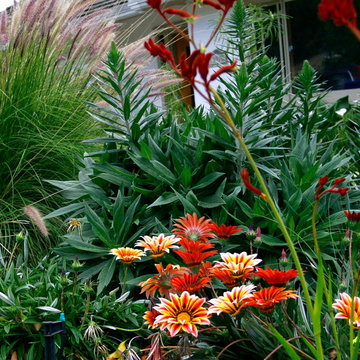 Drought Tolerant Garden