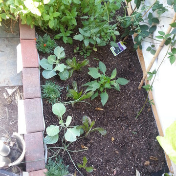 2nd year growing system established