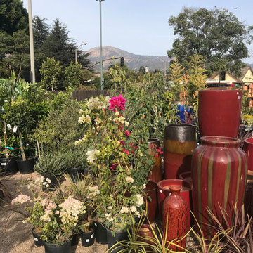 Local Nurseries