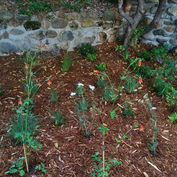 Sierra Springs Woodland Garden