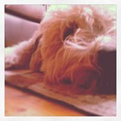 Michelle Rouleau's photo