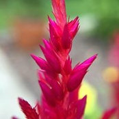 Robin Sharp's photo