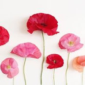 Donna Glasper's photo