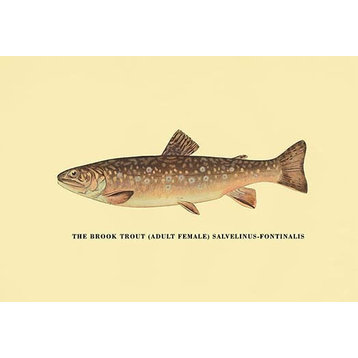 The Brook Trout (Adult Female) - Paper Poster 12" x 18"