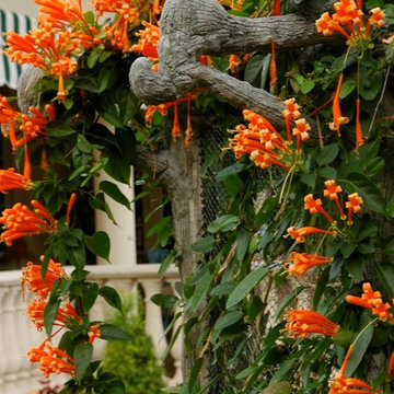 Miami Landscape Design Ideas