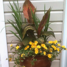 Canna planters