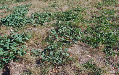 Weed War: When and How to Use Chemical Herbicides