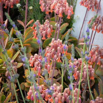 Country garden